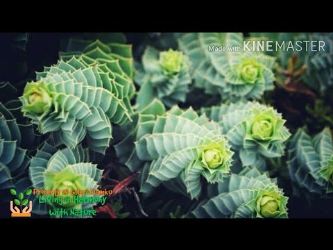 Video: Euphorbia: spesies dan penerangannya. Euphorbia, atau spurge: penanaman dan pembiakan