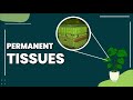 Permanent Tissues | Anatomy of flowering plants class 11 | Biology for NEET-UG EXAM |