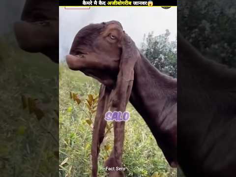 Top Animal Caught On Camera 😱|#short