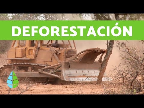 Video: ¿Por qué es mala la deforestación de la selva tropical?