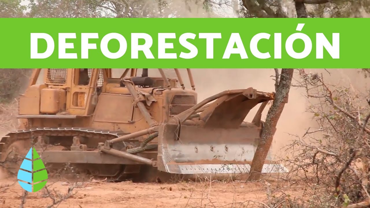 DEFORESTACIÓN: Qué es, Causas, Consecuencias y Cómo evitarla