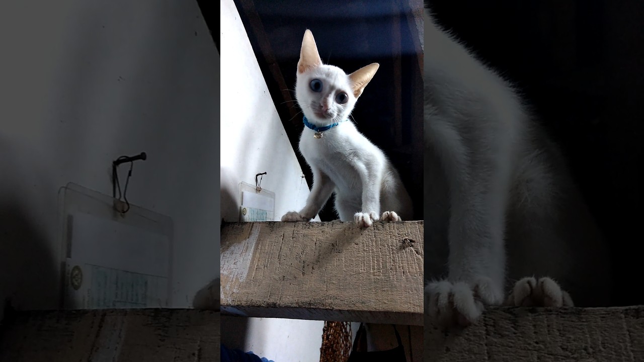 Obejrzyj Cat Videos | My Lili w YouTube Obejrzyj Cat Videos | My Lili w YouTube