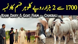 Dumba Collection - 70 Hazaar Sy 150 Tk - Khan Dairy & Goat Farm - Qurbani 2026 Collection