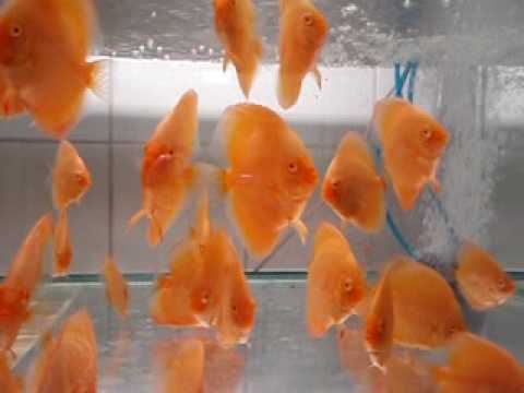 albinosy.AVI