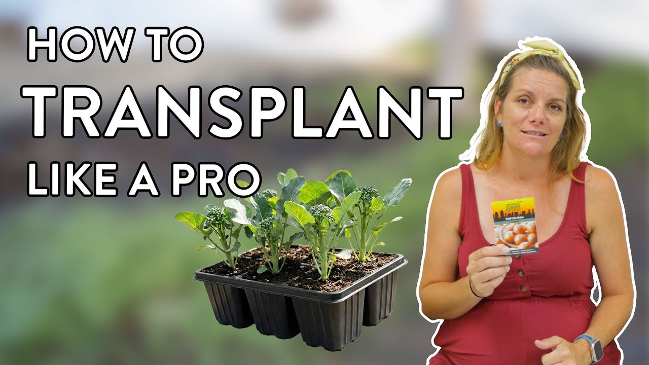 Остановите шок при пересадке! 🚫 Профессиональные секреты для здоровой и пышной рассады