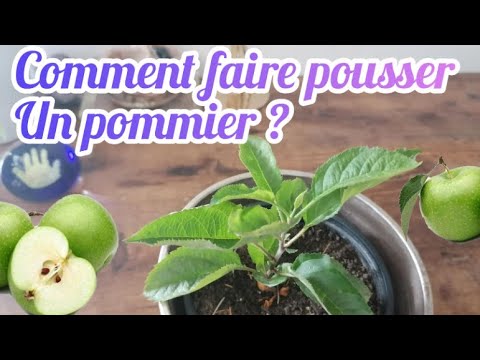 Vidéo: Pouvez-vous faire pousser des pommiers dans des conteneurs - Conseils pour faire pousser des pommiers dans des pots
