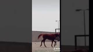 الخيل بعتذر لصاحبه