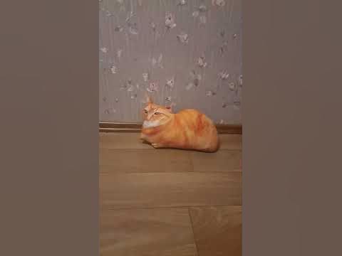 Кот Максвелл - YouTube