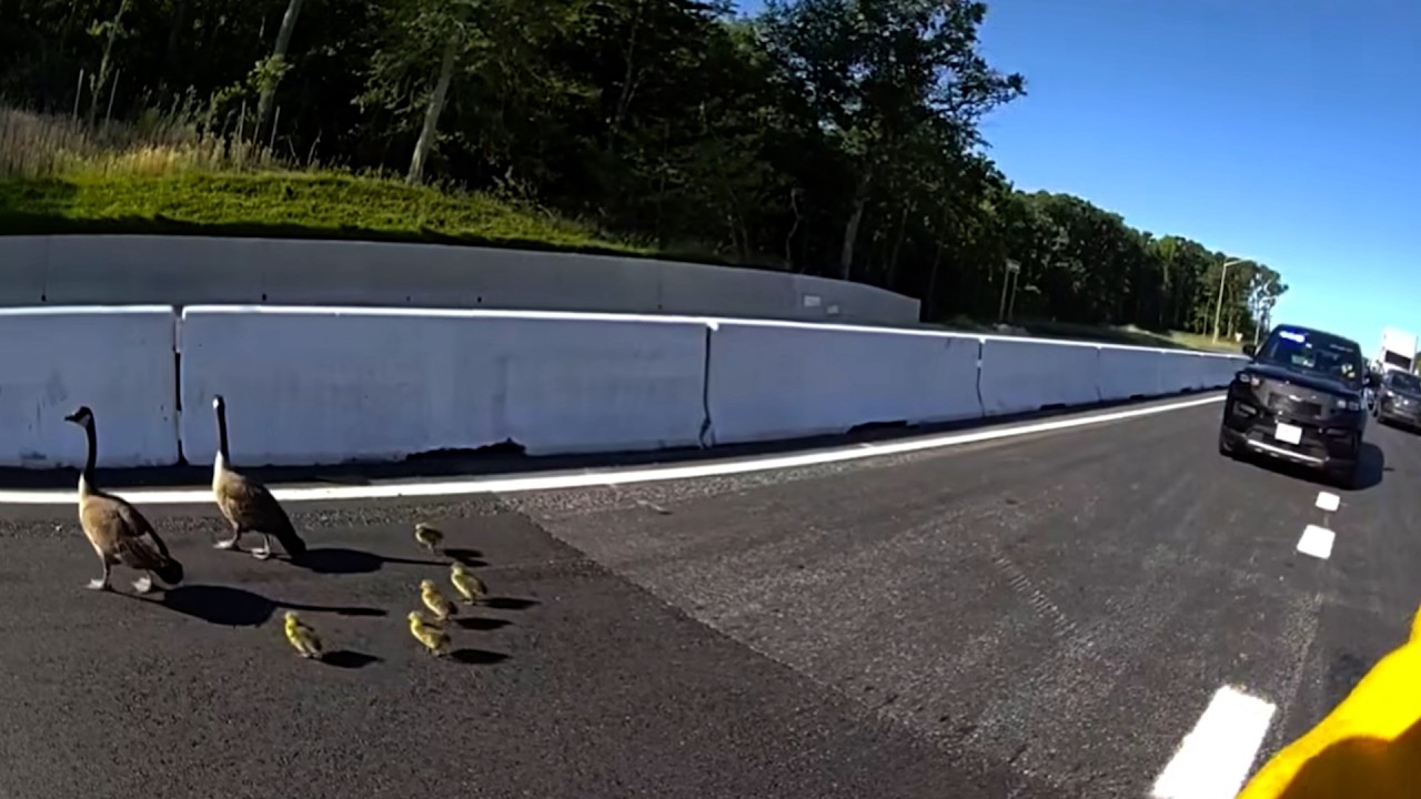 Good Samaritans Help Flock of Geese Cross Busy Highway