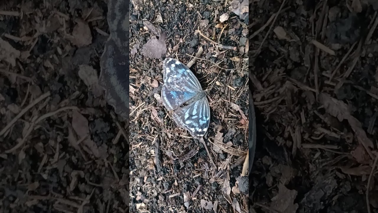 🦋 Bufón mexicana (myscelia ethusa ethusa).