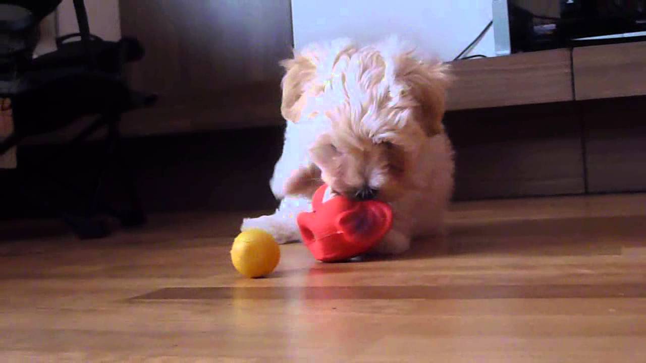 TeddyBoy de Moroisindubh