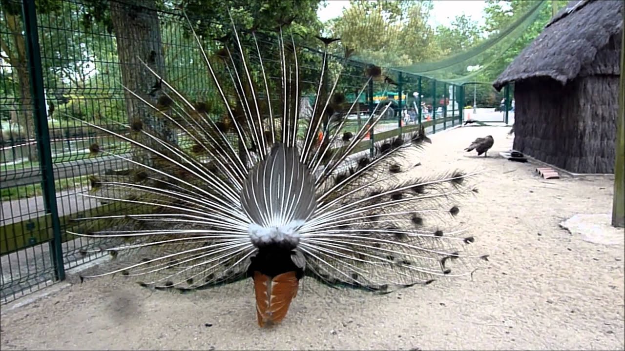 Paon Bleu Et Paon Blanc Wmv Youtube