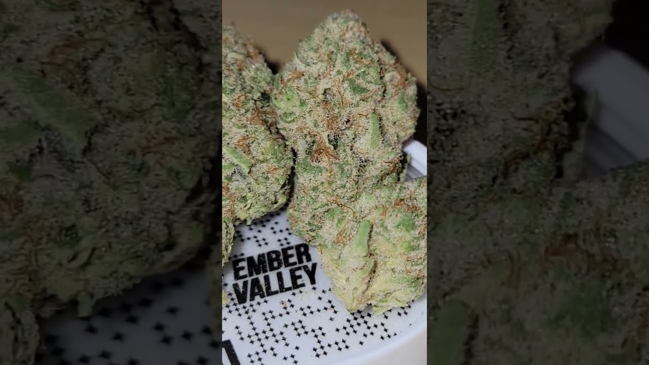 Orange Peels ( Clementine x Purple punch F2) cultivated by Ember Valley