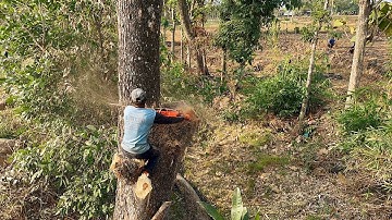 very difficult and dangerous!! Trembesi tree felling at the river, Stihl ms 881.