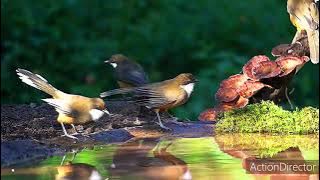 MASTERAN GACOR & PIKAT CIBLEK PRENJAK RAWA SUARA PANCINGAN TEMBAKAN JERNIH KICAU MERDU SUARA BURUNG