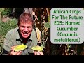 African crops for the future e05 horned cucumber cucumis metuliferus