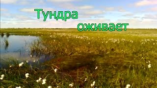 Тундра оживает Тундра оживает