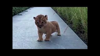 Real Simba Roar Scene The Cutest Thing Ever The Lion King