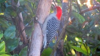 Red Bellied Woodpecker Calling and Drumming