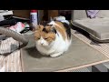【三毛猫】表情は渋くても甘えたいミケ（2026年7月2日）