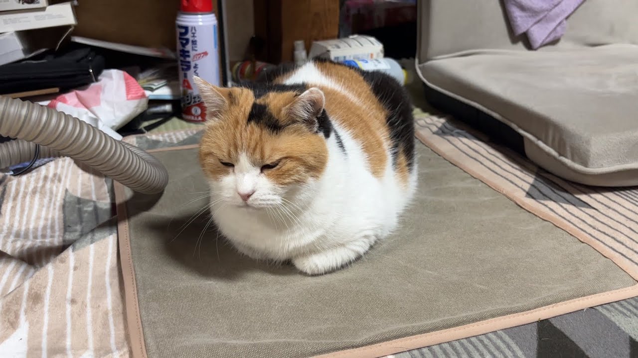 三毛猫】表情は渋くても甘えたいミケ（2026年7月2日） - YouTube