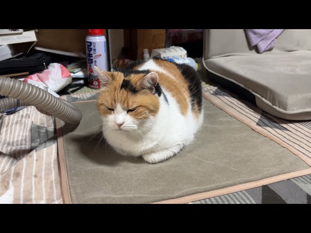 三毛猫】表情は渋くても甘えたいミケ（2026年7月2日） - YouTube