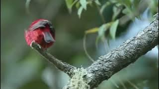 Red Warbler #burung #birds #bird