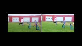 Course Analysis: Comparison of Dog Paths in Agility