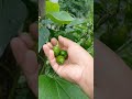 #insikkim #garden #foodgardening #herlife #manipuri #explorepage #homegardening