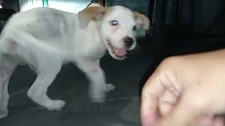 Orphan Puppy POWERED by Vendor.  street dog  puppy videos dog videos