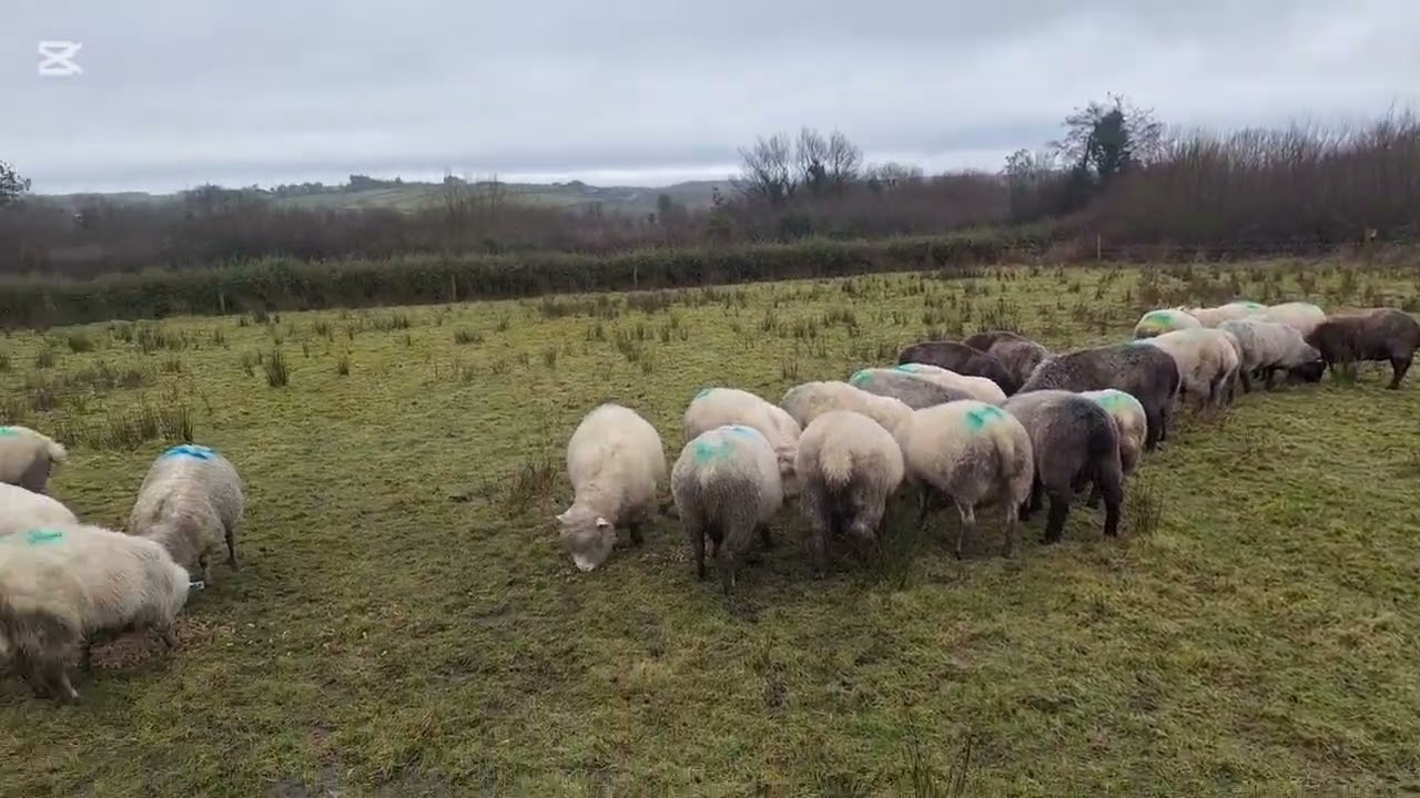 Farm diary – Week 06.Feeding silage and cobs on the sacrifice paddock.