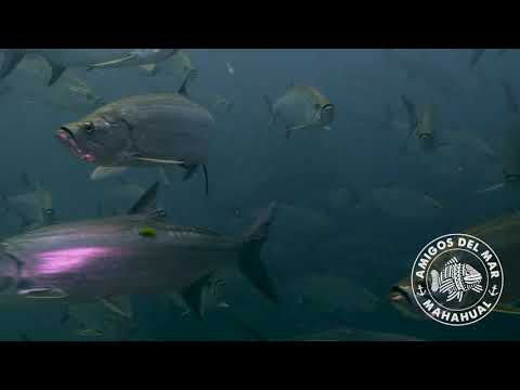 Tarpons in Xcalak