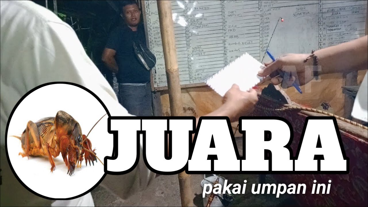 Juara mancing lele pakai orong orong‼️UMPAN LELE TERJITU