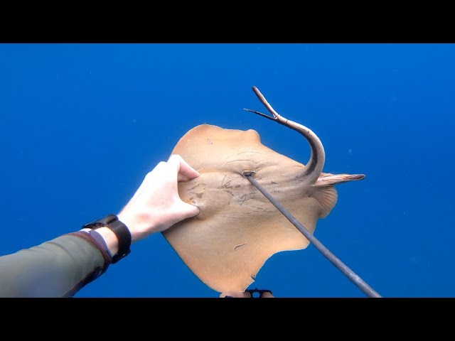 Охота на морского кота или ската хвостокола и как его готовить