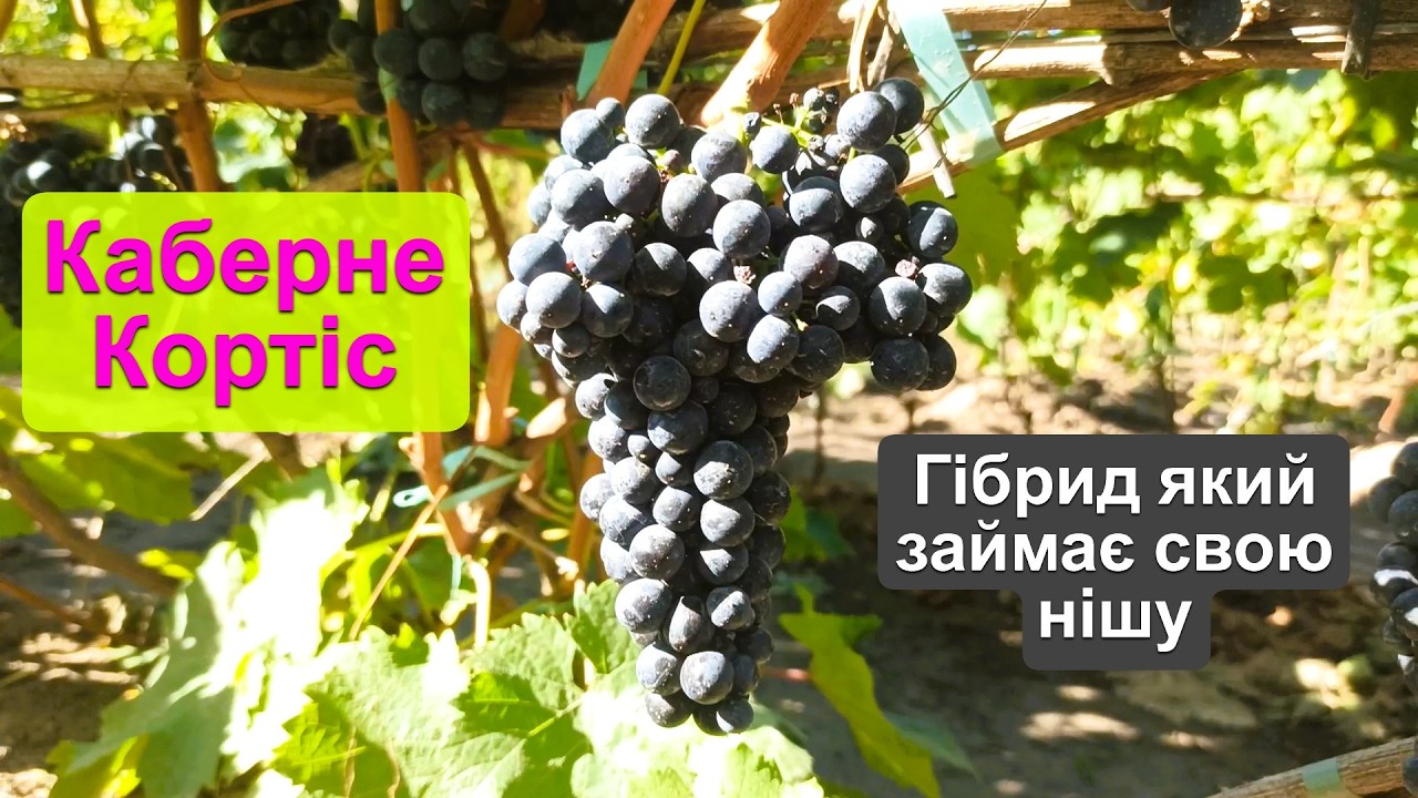 Виноград Каберне Кортіс - технічний гібрид який займає свою нішу на півночі