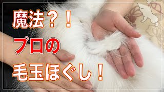 魔法！？プロはこうやって猫の毛玉をほぐします