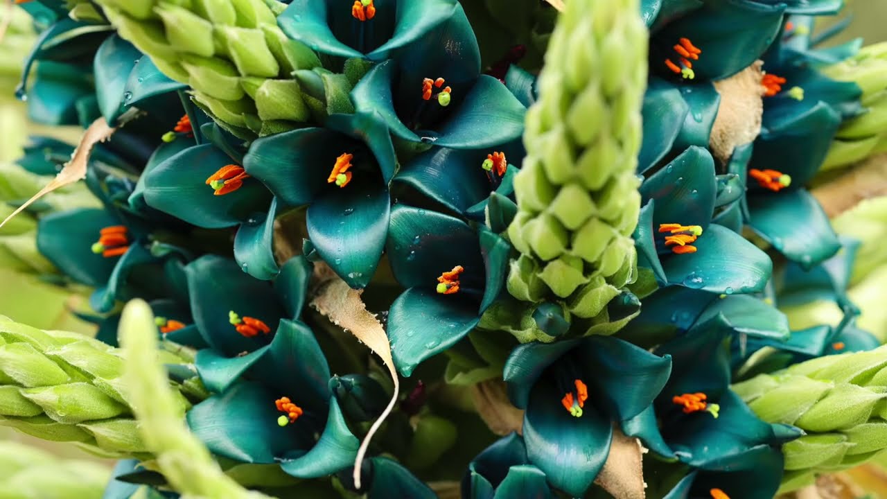 UC Botanical Garden at Berkeley - Puyas at the Garden: Puya alpestris