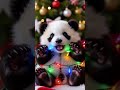 Baby Panda Playing With.....Christmas lights You'll melt