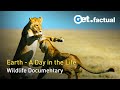 Wildlife 24  the wildest day on earth  wildlife documentary