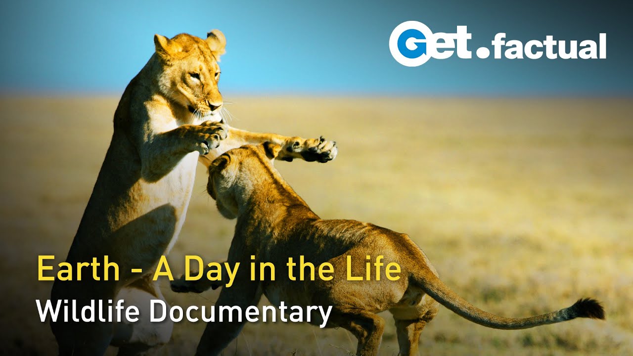 Wildlife 24 - The Wildest Day on Earth Wildlife Documentary