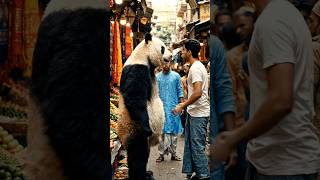 sad and word hard #china #emotional #panda #viral #memes #mrbeast