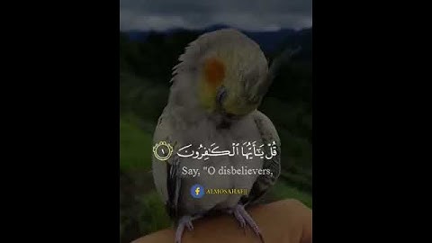 سورة الكافرون اجمل صوت