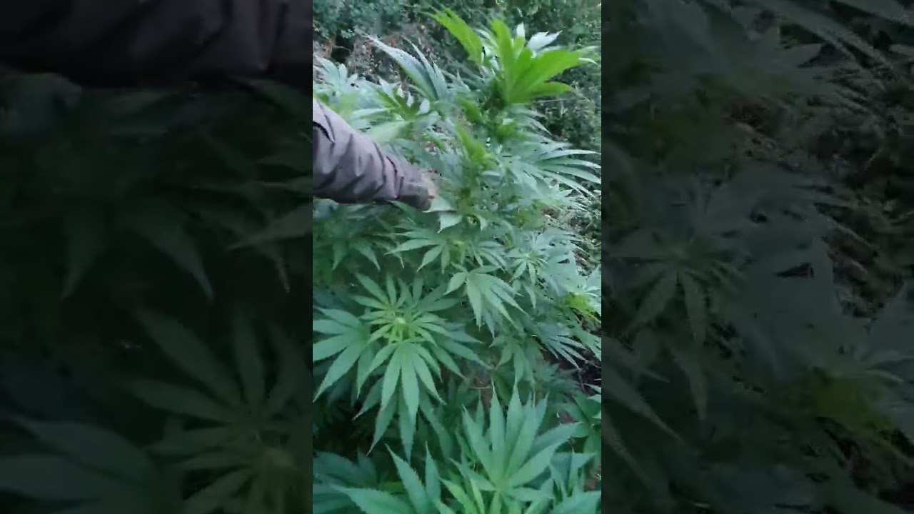UK OUTDOOR GUERRILLA WEED GROW 2021 outdoor warrior style. Middle  of flower