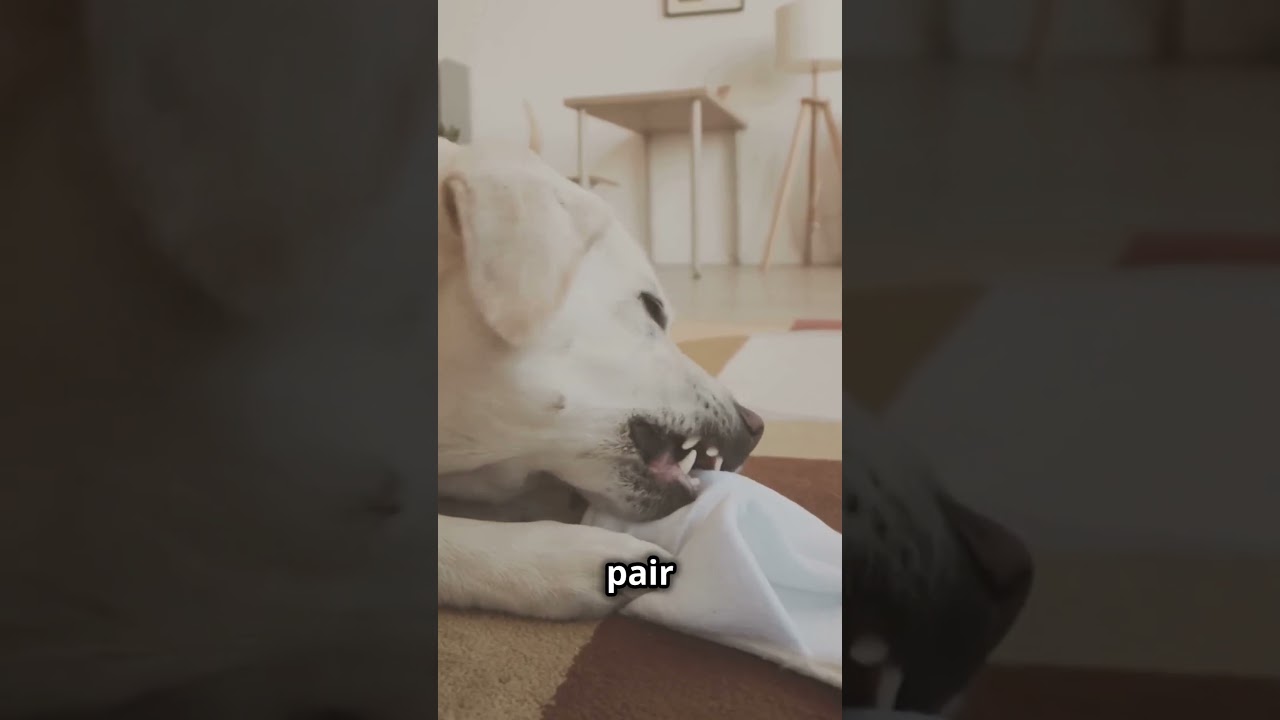 Why Cats Are Better Than Dogs!🐱