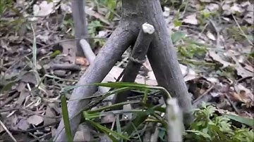 Simple spring pole snare