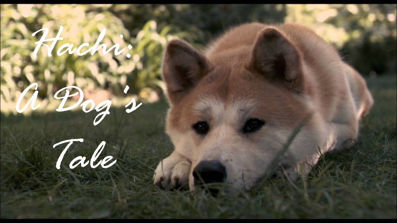 watch hachi a dogs tale free