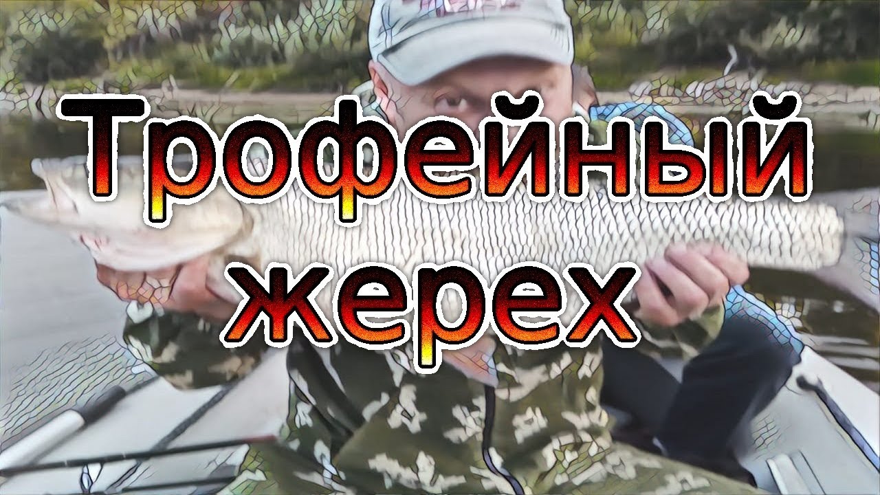 Жерех на оке