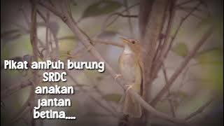 suara pikat burung SRDC anakan,jantan dan betina ribut ampuh....