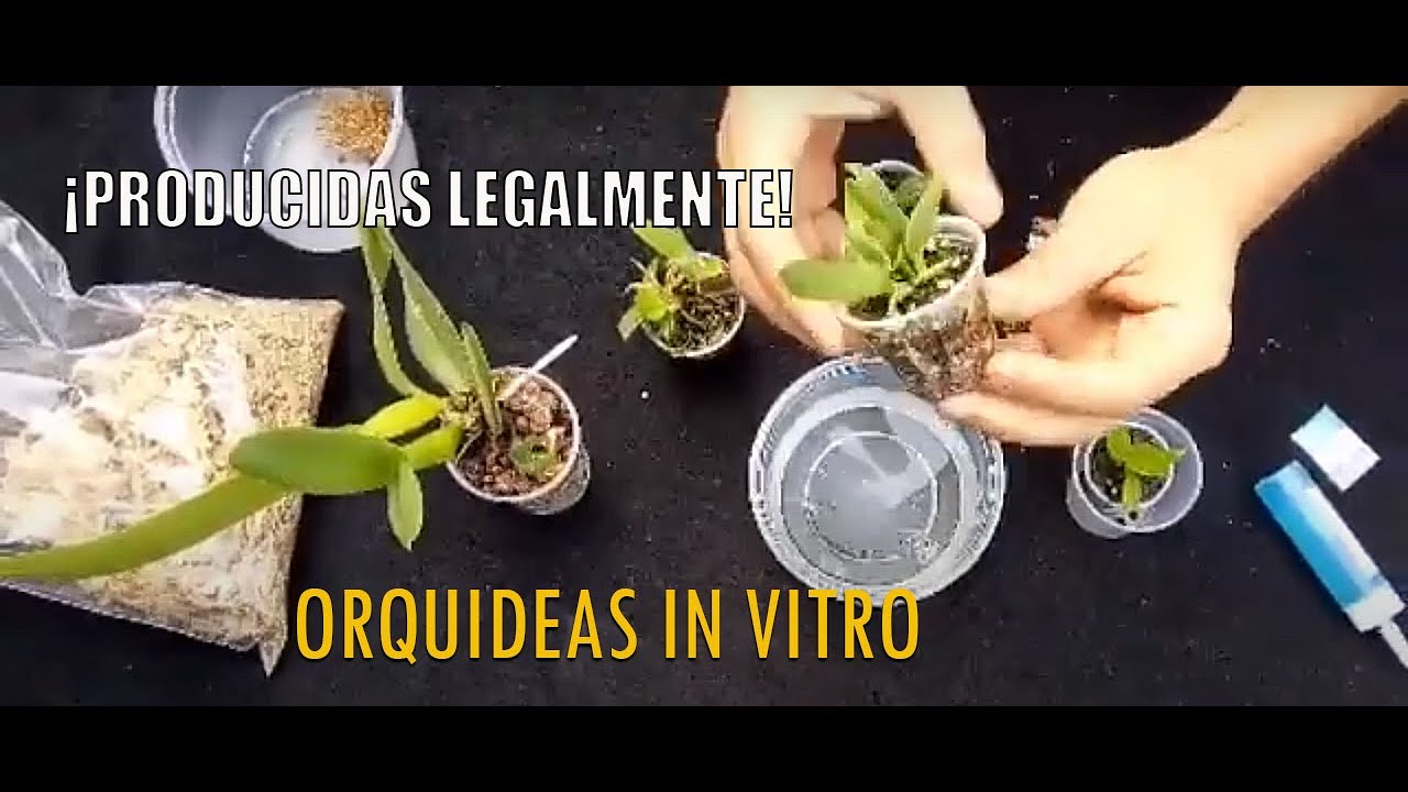 ORQUIDEAS IN VITRO - thptnganamst.edu.vn