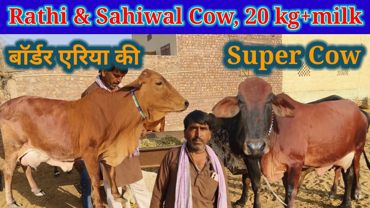 Rathi & Sahiwal Cow, 20 kg+ milk, बॉर्डर एरिया की Super Cow, For Sale @PremAgroFarm 